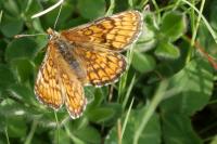 Melitaea parthenoides