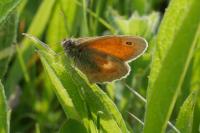 Coenonympha pamphilus