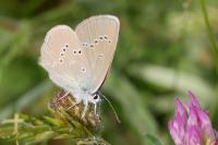 Cyaniris semiargus