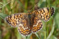 Melitaea phoebe