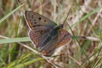 Lycaena tityrus