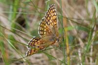 Melitaea parthenoides