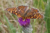 Melitaea phoebe