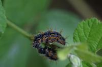 Nymphalis polychloros