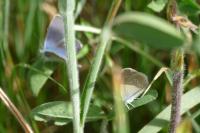 Cyaniris semiargus