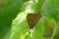 Satyrium pruni