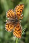 Melitaea parthenoides