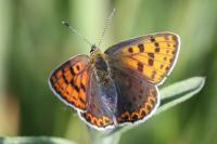 Lycaena tityrus