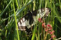 Papilio machaon
