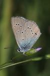 Cyaniris semiargus