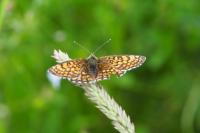 Melitaea cinxia