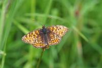 Melitaea phoebe