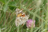 Vanessa cardui
