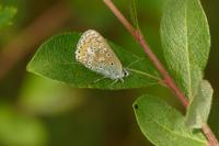 Polyommatus icarus