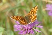 Melitaea phoebe