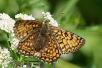 Melitaea cinxia