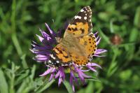 Vanessa cardui
