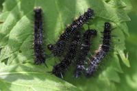 Aglais io