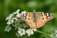 Vanessa cardui