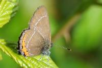 Satyrium pruni