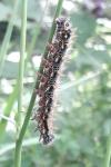Nymphalis polychloros