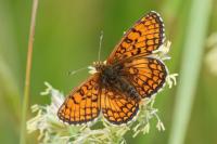 Melitaea parthenoides