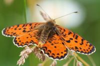 Melitaea didyma