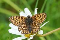 Melitaea cinxia