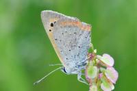 Lycaena phlaeas