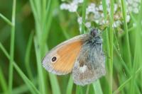 Coenonympha pamphilus