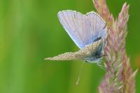 Polyommatus icarus