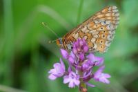 Euphydryas aurinia