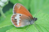 Coenonympha arcania