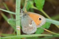 Coenonympha pamphilus
