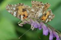 Vanessa cardui