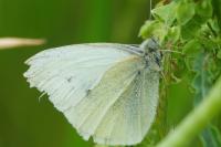 Pieris rapae