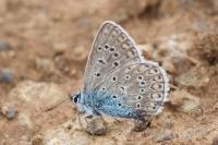 Polyommatus icarus