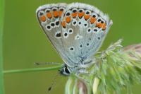 Aricia agestis