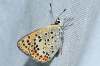Lycaena tityrus