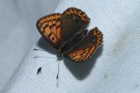 Lycaena tityrus