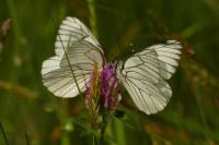 Aporia crataegi