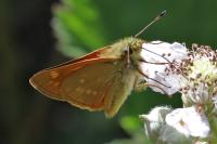 Ochlodes sylvanus
