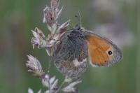 Coenonympha pamphilus