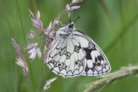 Melanargia galathea