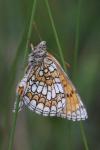 Melitaea parthenoides
