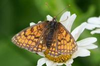 Melitaea parthenoides