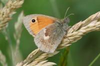 Coenonympha pamphilus