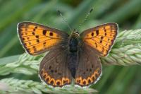 Lycaena tityrus