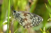Melanargia galathea