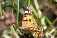 Vanessa cardui